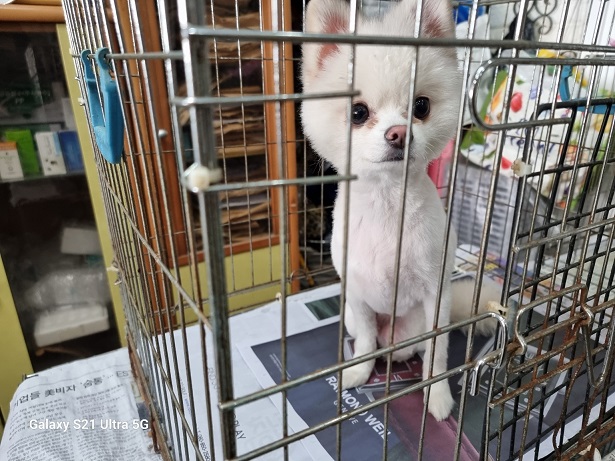 경동동물병원_428349202500920